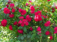 rose.jpg