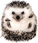 hedgehog.gif