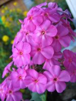 IMG_3168cop.jpg
